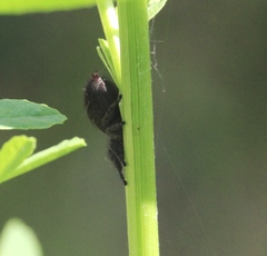 Phidippus cryptus