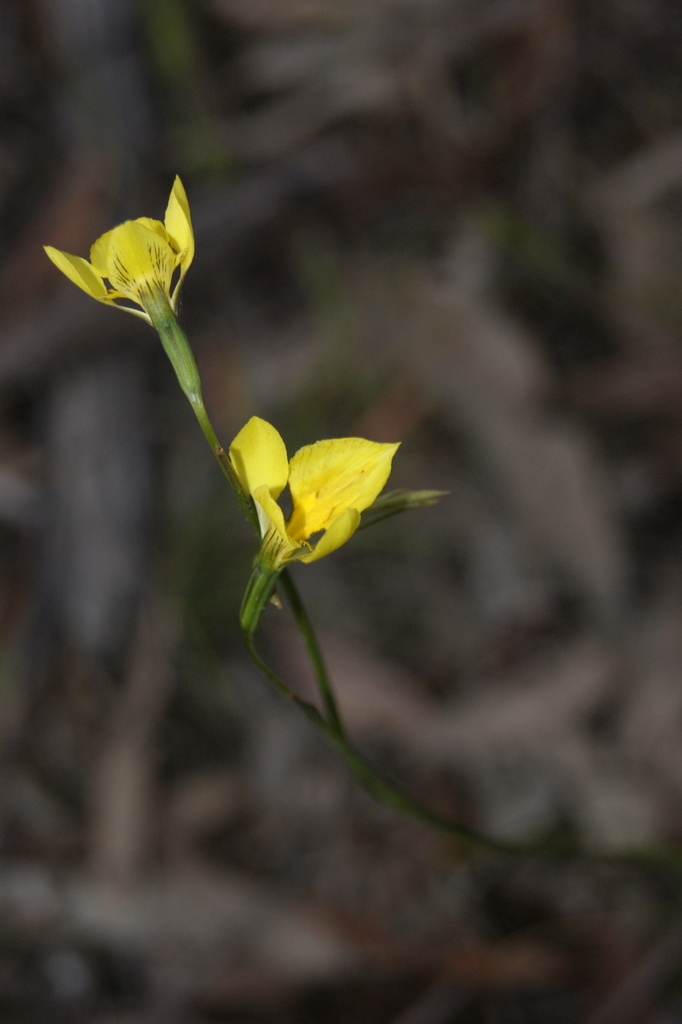 Diuris behrii
