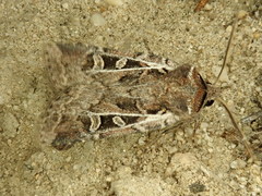 Euxoa divergens
