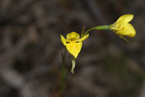 Image of Diuris behrii by (c) Ben Fisher, some rights reserved (CC BY)