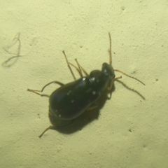 Ebaeus