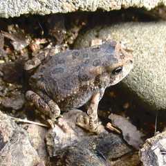 Anaxyrus fowleri