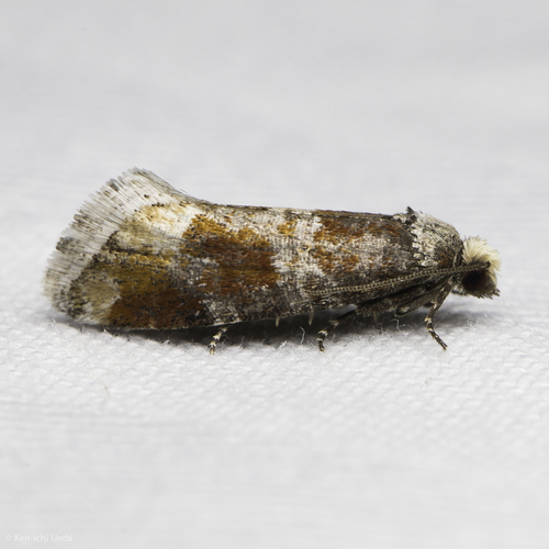 Western Pine Shoot Borer Moth photo 2