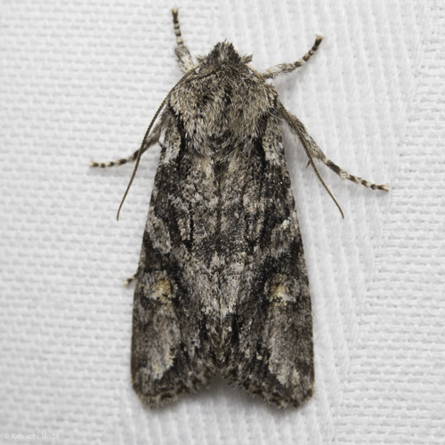 Egira hiemalis photo 4