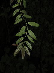 Burmeistera succulenta