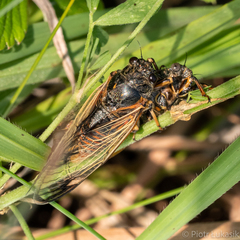 Cicadetta concinna
