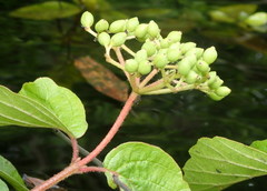Viburnum scabrellum