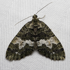 Hydriomena albifasciata