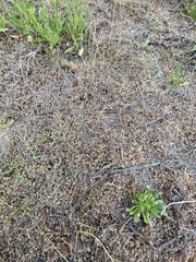 Plagiobothrys bracteatus