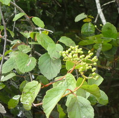Viburnum scabrellum