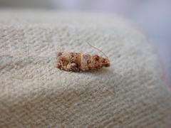 Lobesia botrana