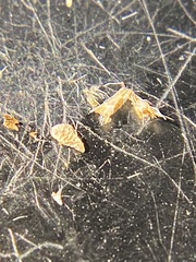 Plagiobothrys bracteatus