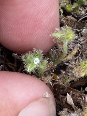 Plagiobothrys bracteatus