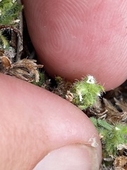 Plagiobothrys bracteatus