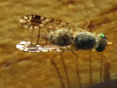 Euarestoides acutangulus