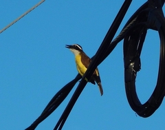 Pitangus sulphuratus