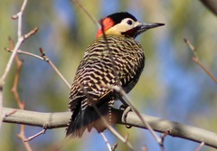 Colaptes melanochloros