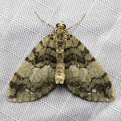 Hydriomena albifasciata