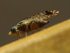 Euarestoides acutangulus