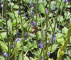 Bombus pensylvanicus image