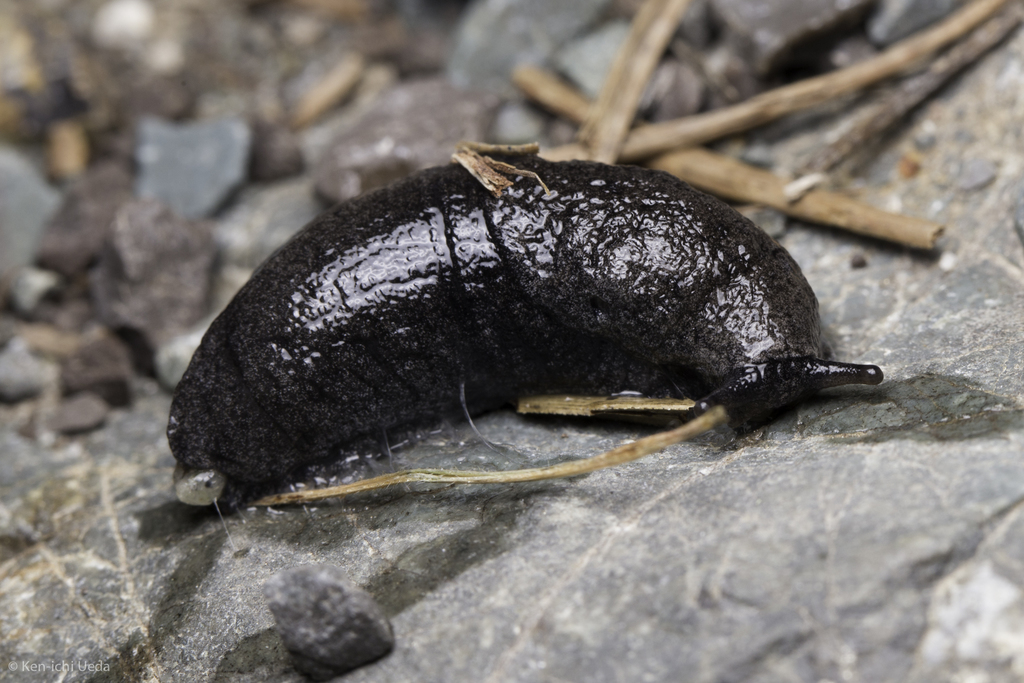 black westernslug