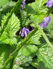Bombus pensylvanicus image