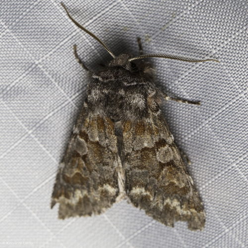 Baueri moth