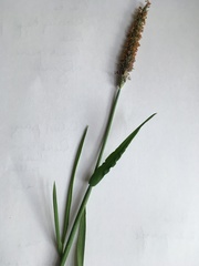 Alopecurus geniculatus