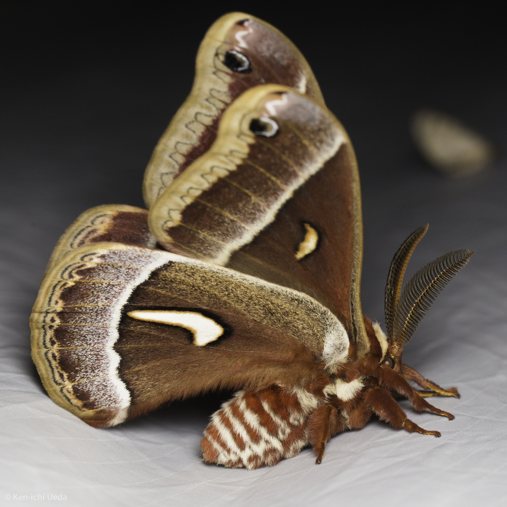 Ceanothus Silkmoth