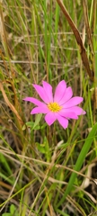Sabatia dodecandra