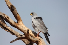 Melierax poliopterus