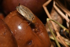 Ectobius erythronotus