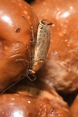 Ectobius erythronotus