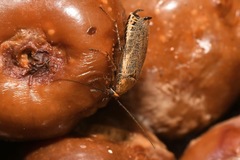 Ectobius erythronotus