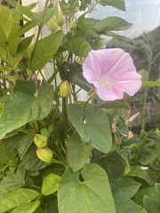 Calystegia × pulchra