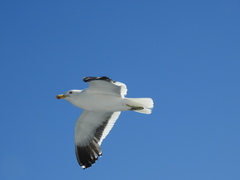 Larus dominicanus
