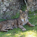 Iberian Lynx - Photo (c) Frank Vassen, some rights reserved (CC BY)