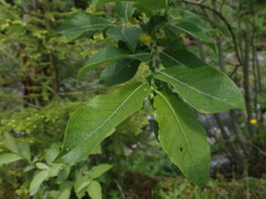 Salix silesiaca