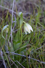 Fritillaria liliacea