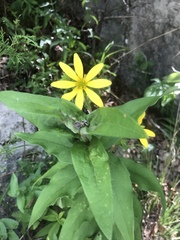 Helianthus eggertii