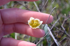 Fritillaria liliacea