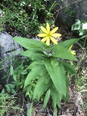Helianthus eggertii