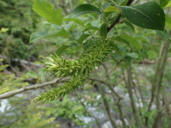Salix silesiaca