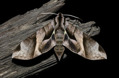 Eumorpha orientis