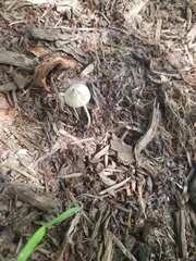 Fungi