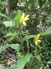 Helianthus eggertii