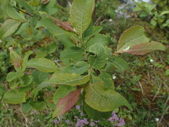 Salix silesiaca