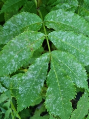 Erysiphe vanbruntiana