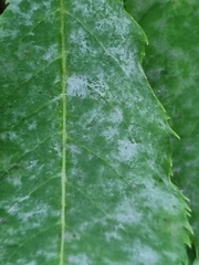 Erysiphe vanbruntiana