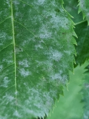 Erysiphe vanbruntiana